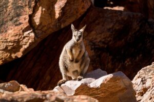Kangaroo on the Larapinta Trail, Australia