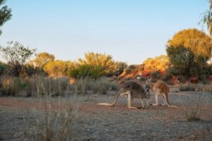 Kangaroo Sanctuary, Australia