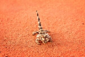 Thorny Devil in the outback, Australia