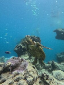cook islands aitutaki sea scooter turtle DUT team - From Calgary to the Cook Islands: A Perfect 7-Night Escape