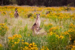 australia act canberra aranda bushland nature reserve 1098898TA MandCred - Into the Wilds: The Australian Outback Beyond Uluru