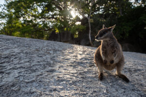australia qld granite gorge wallaby billy tea - Into the Wilds: The Australian Outback Beyond Uluru