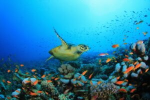fiji-taveuni-diving-rainbow-reef-turtle